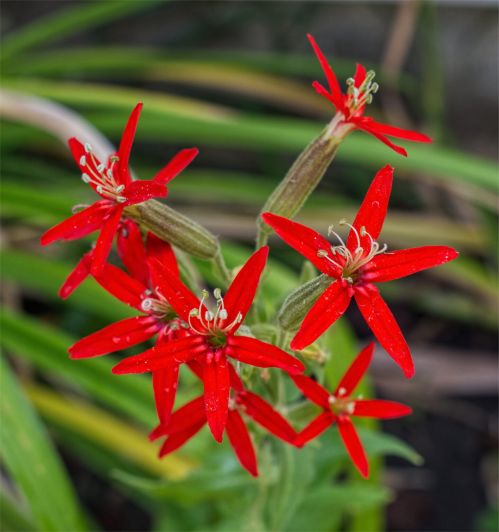 Silene-regia a.jpg